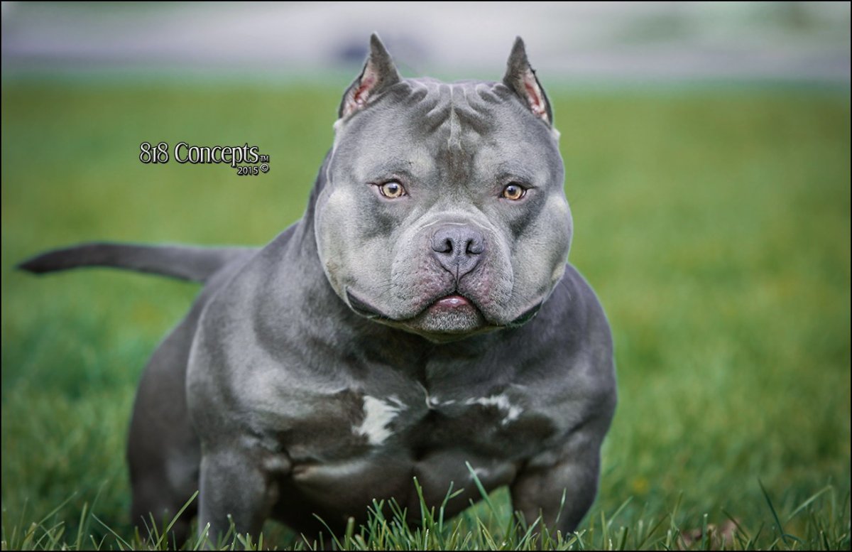 Американский булли покет