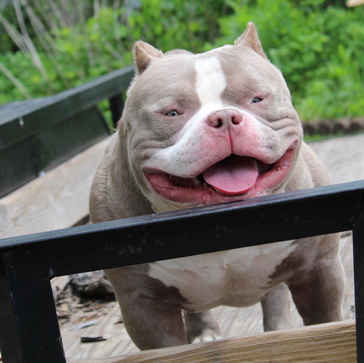 Американский булли покет экстрим