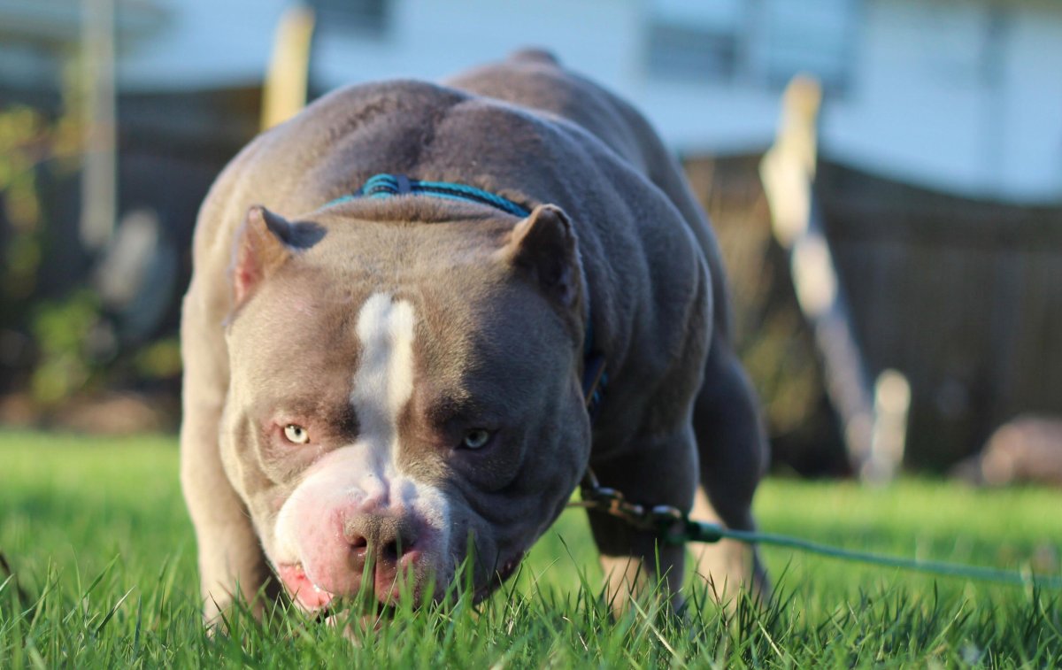 Ам булли покет