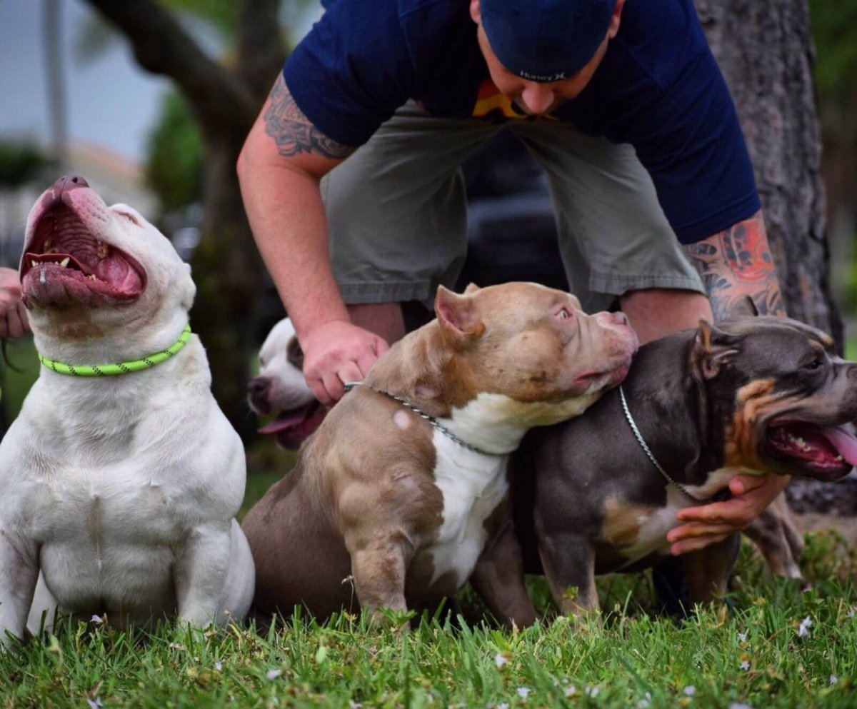 Собака американский булли