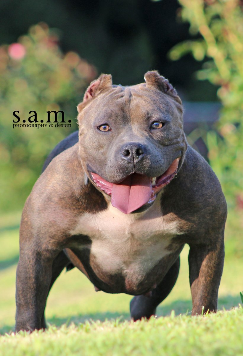 Питбультерьер Американ булли
