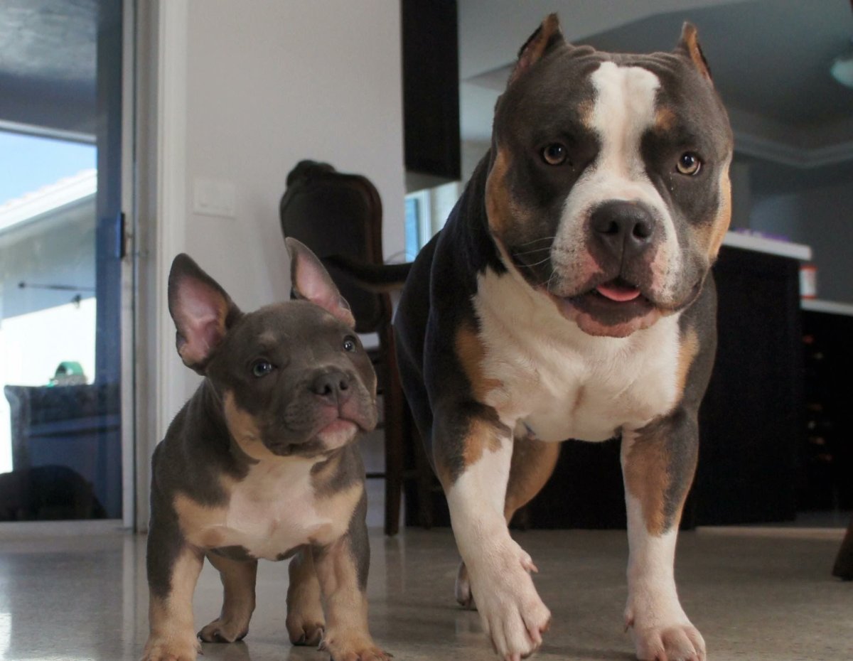 Американский булли покет