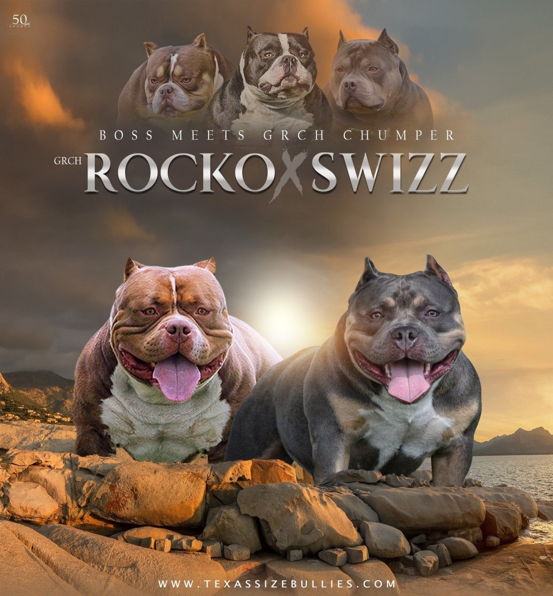 Американский булли цвет Соболь