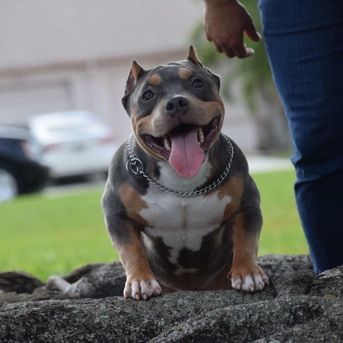 Американский булли покет