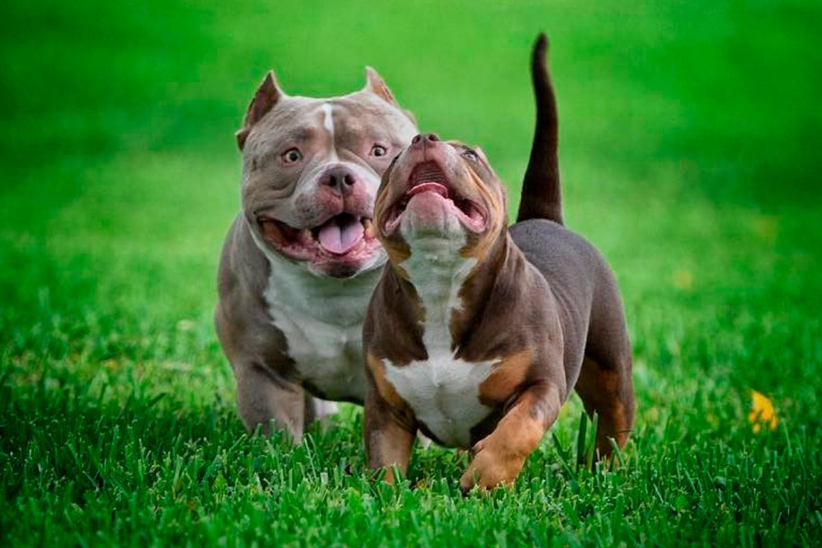 Американский булли покет