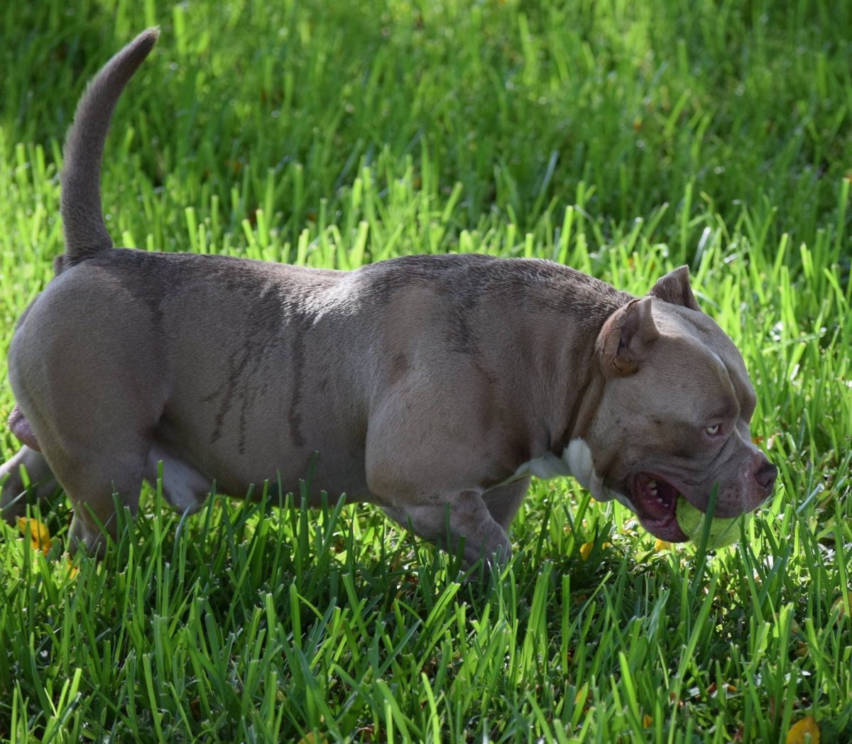 Американский булли голубой