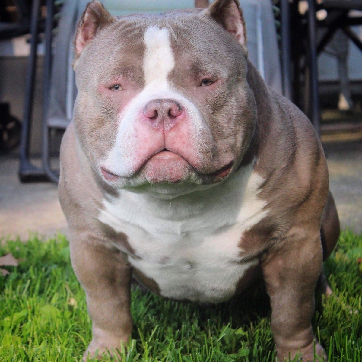 Американский булли покет Pocket