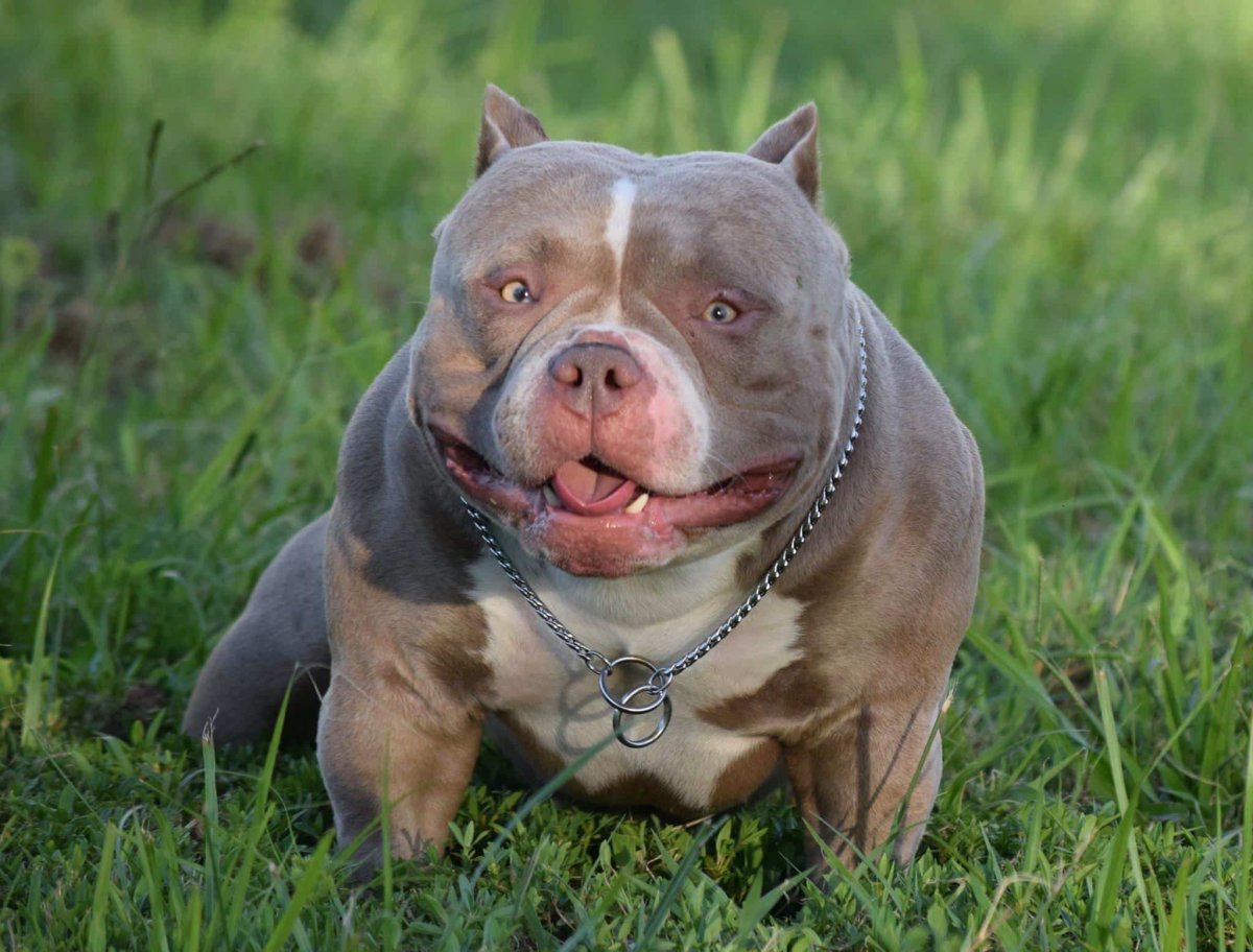 Американский булли