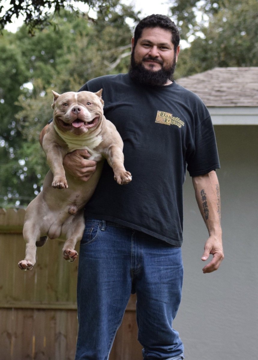 Американский булипокет