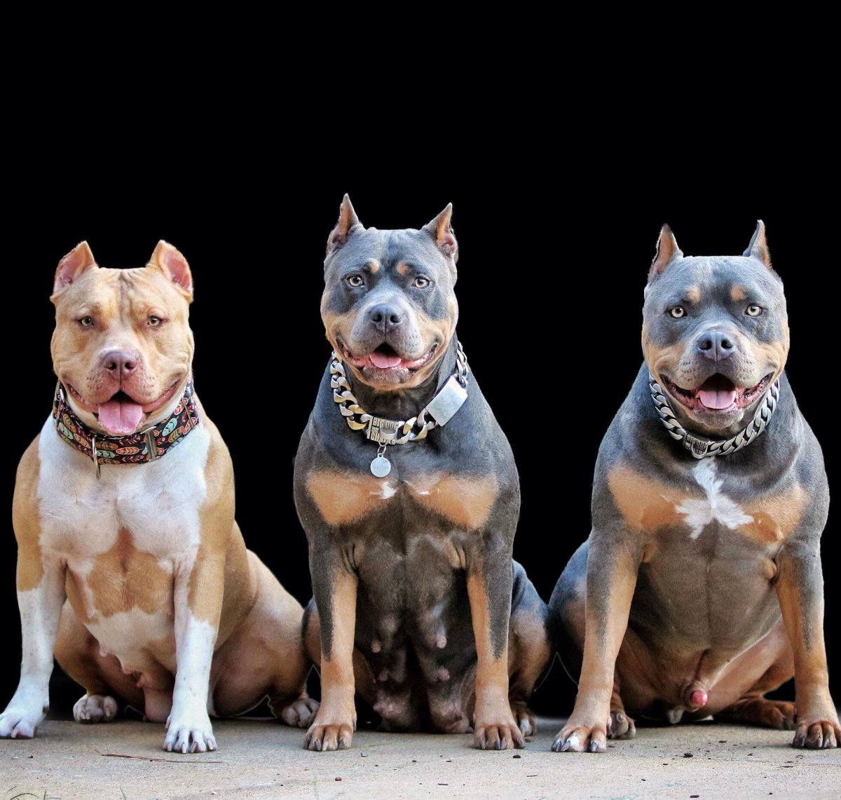 Американский булли терьер