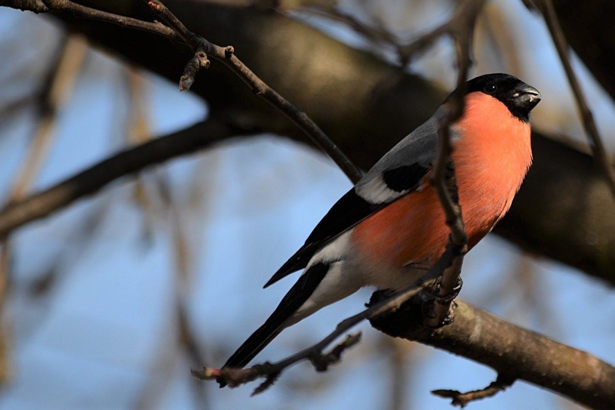 Птицы с красной грудкой но не Снегирь