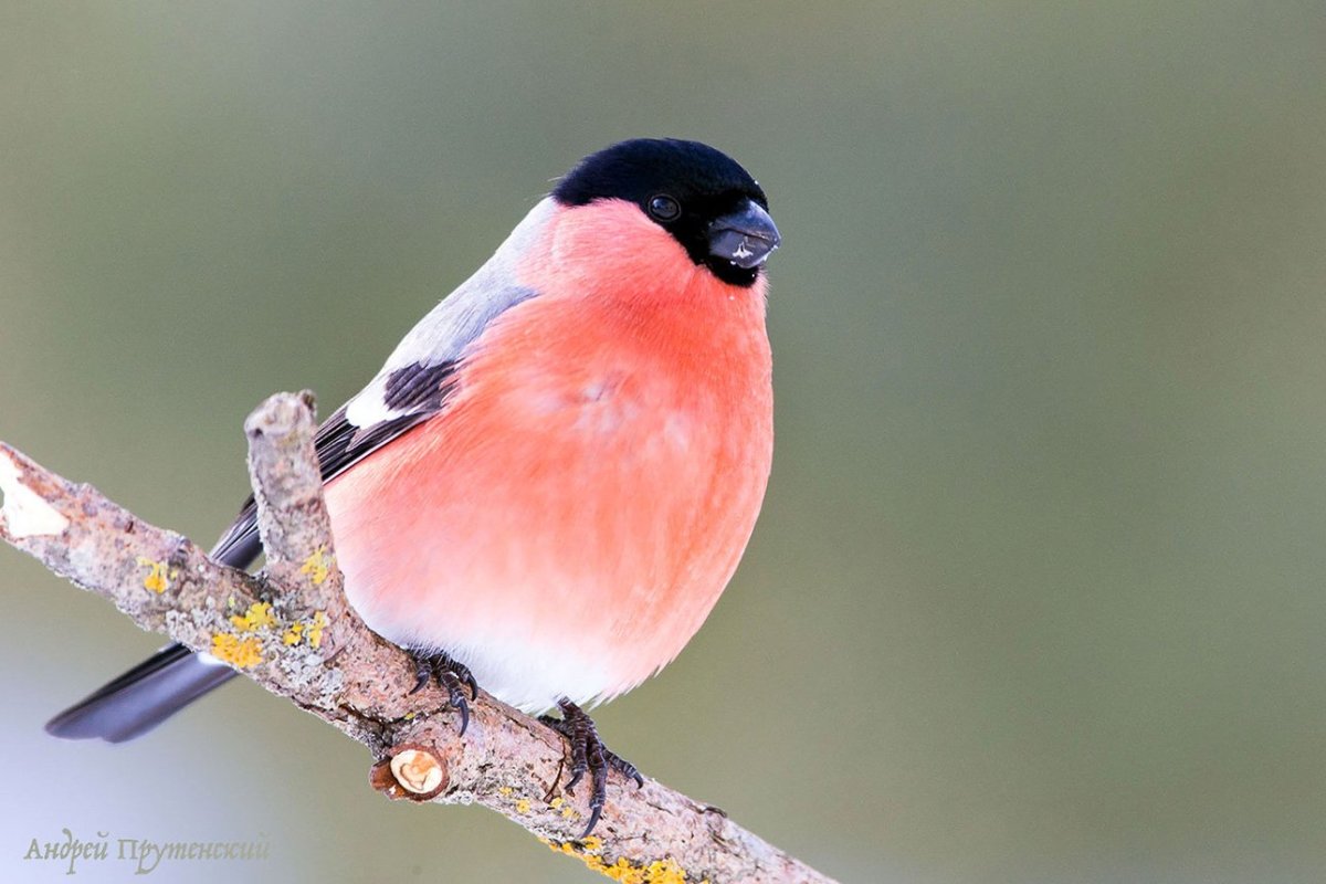 Красногрудая синица