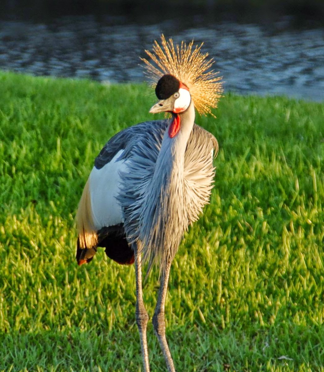 Венценосный журавль танец
