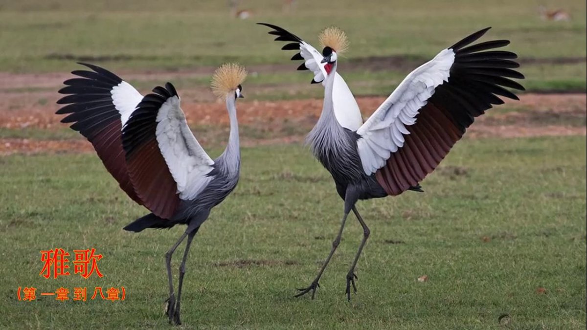 Журавль Уганда