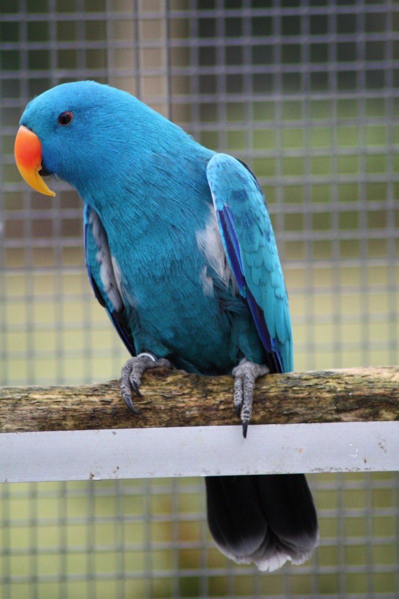 Благородный попугай Эклектус