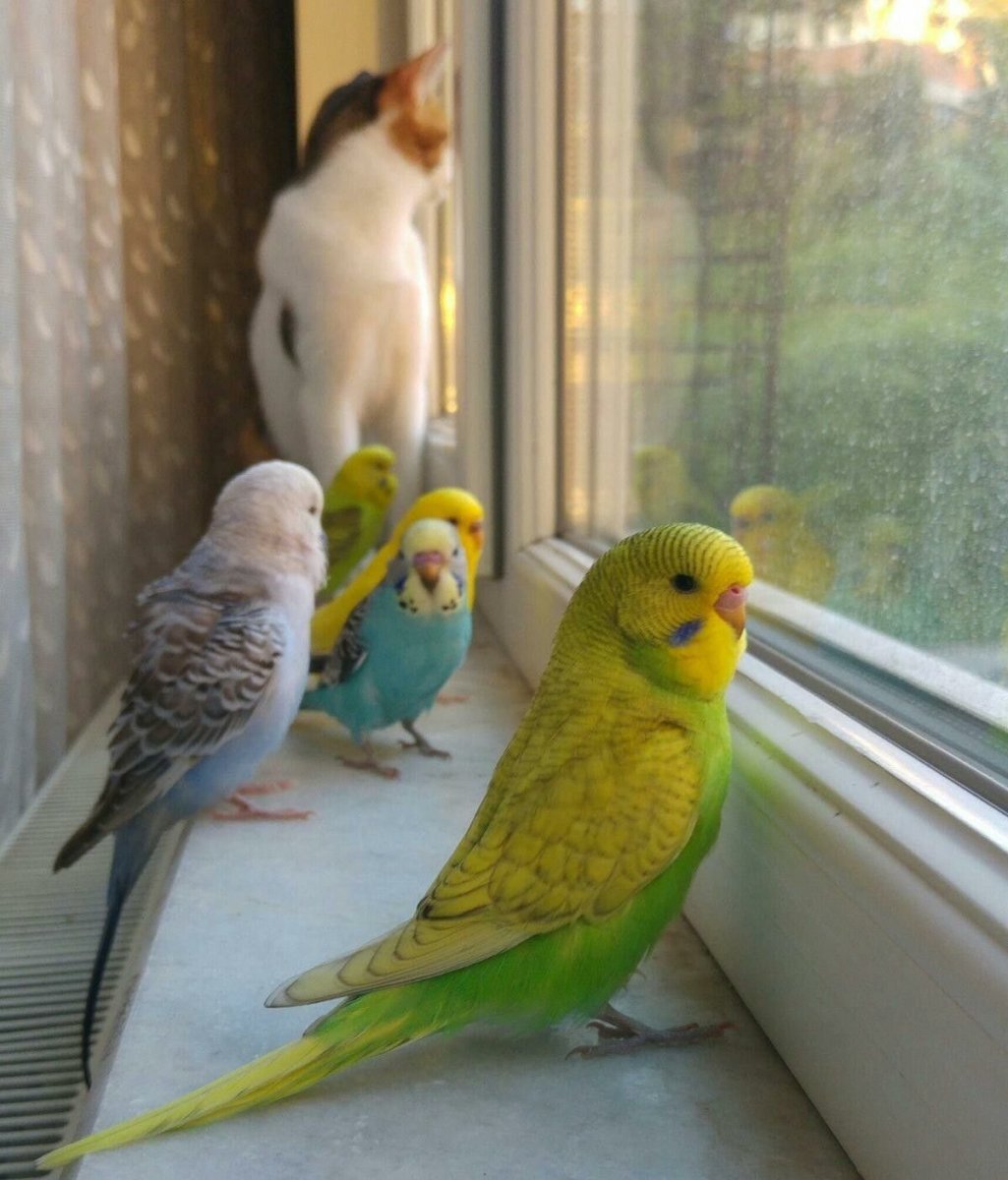 Попугаи домашние волнистые