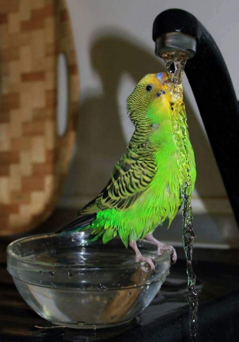 Попугаи волнистые попугайчики