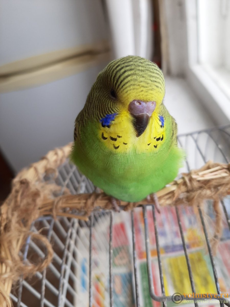 Породистые волнистые попугаи