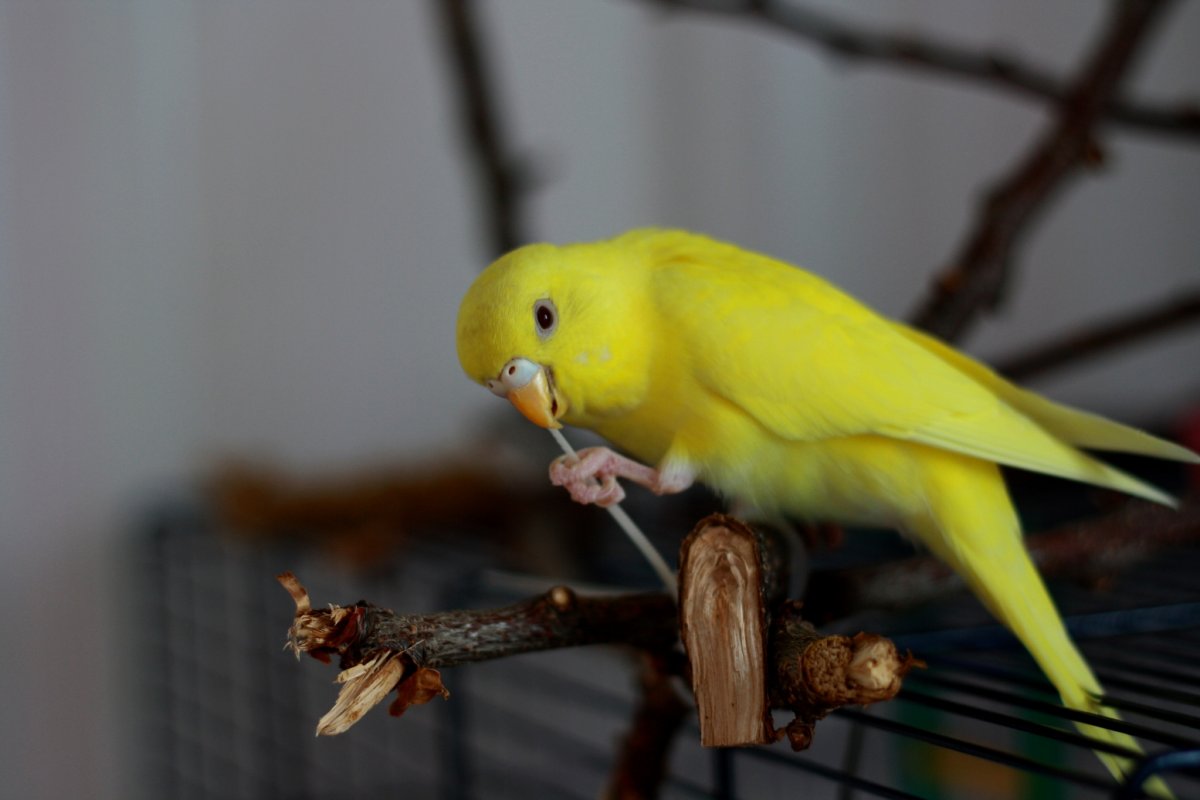 Волнистый попугайчик желтый