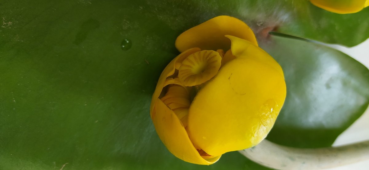 Вьетнамская кубышка. Кувшинка желтая кубышка. Цветок похожий на кубышку. Кубышки на воде. Полна кубышка