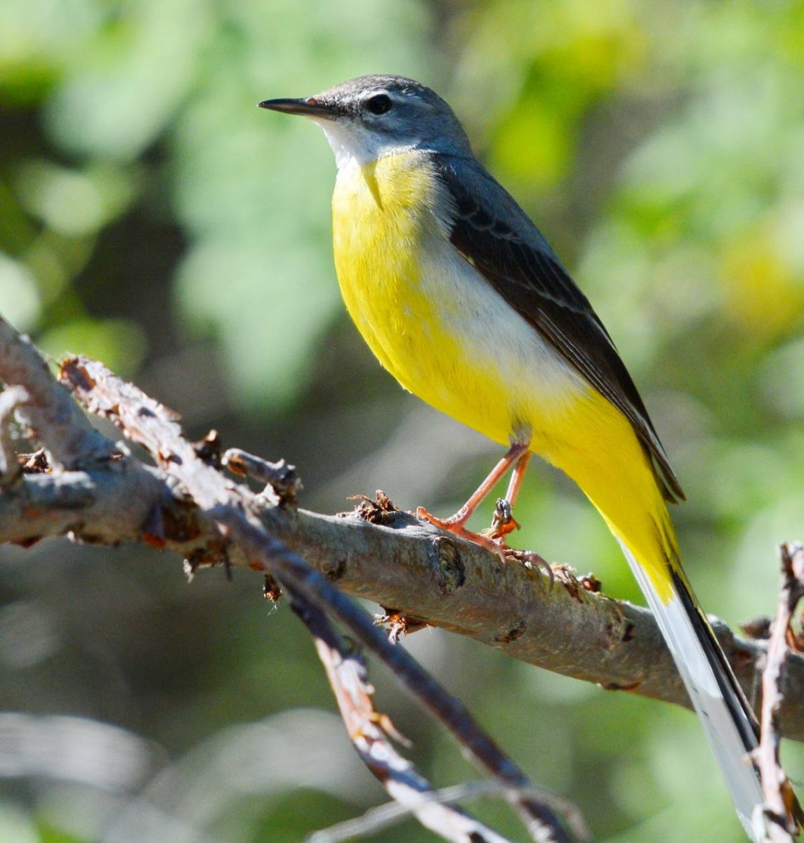 Трясогузка желтоспинная