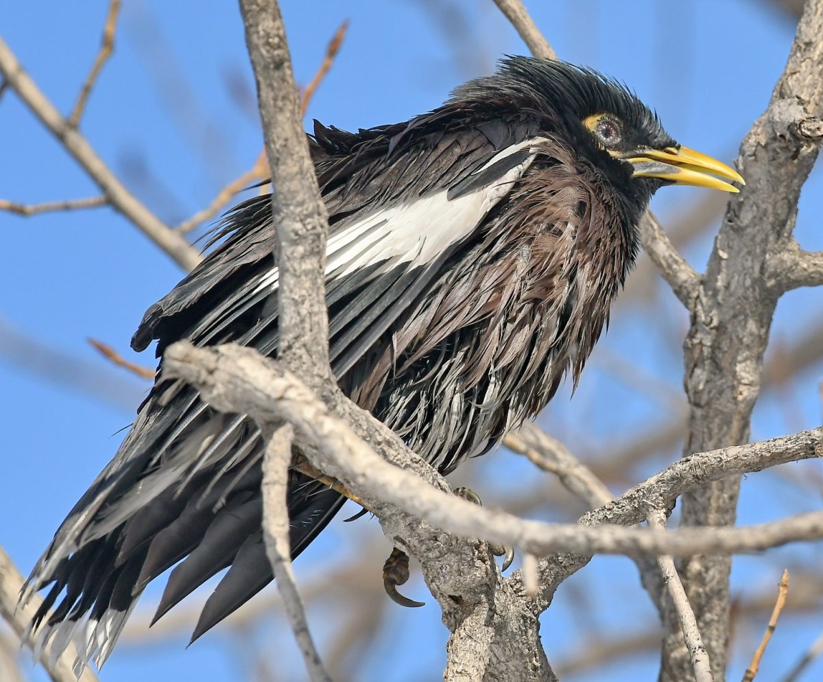 Птицы Казахстана