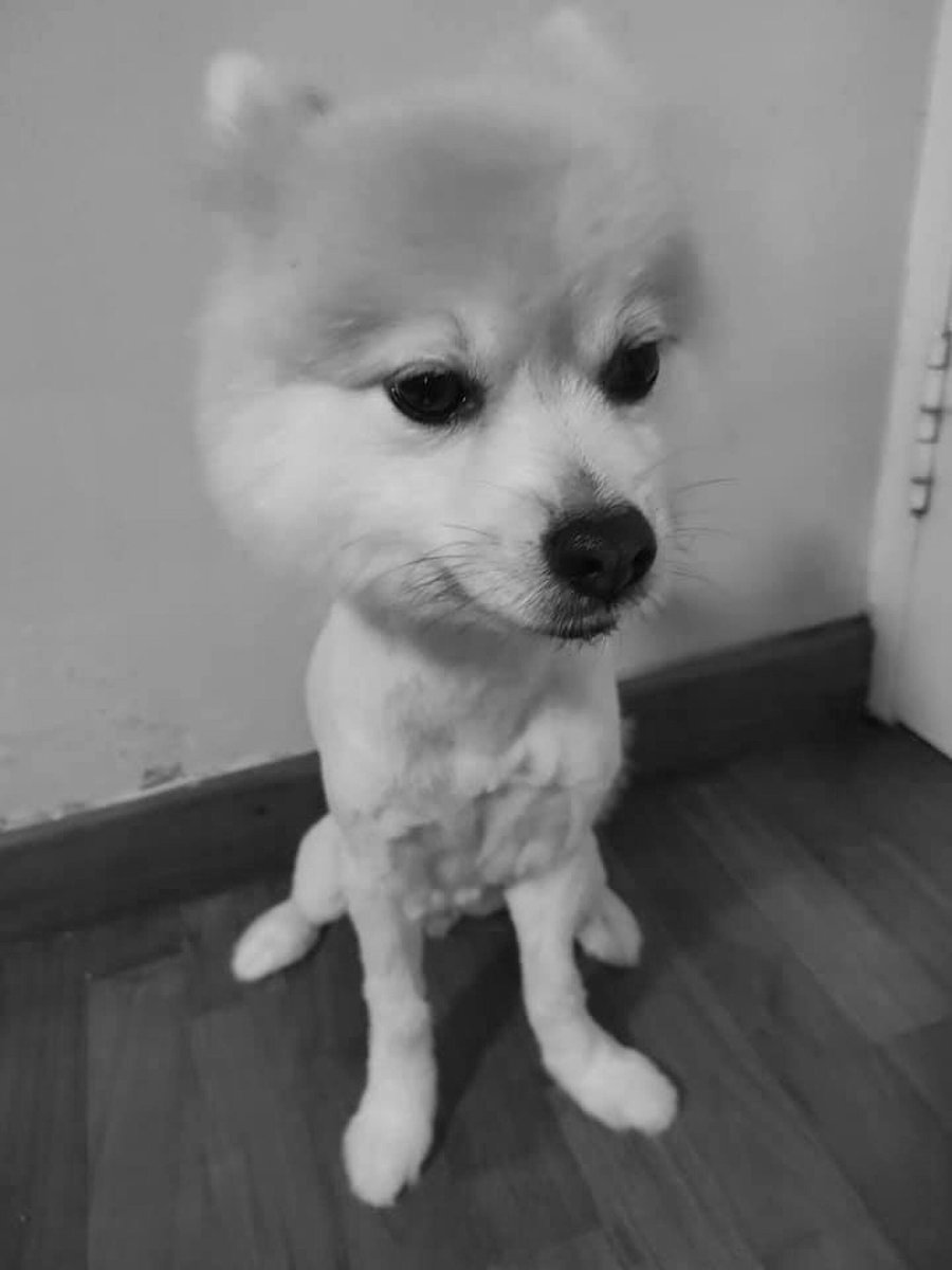 Лысый помиранскийшпитц