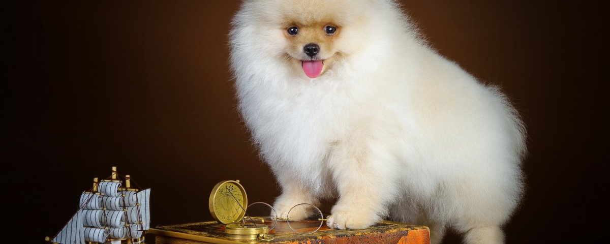 Стрижка собак в Полоцке шпиц