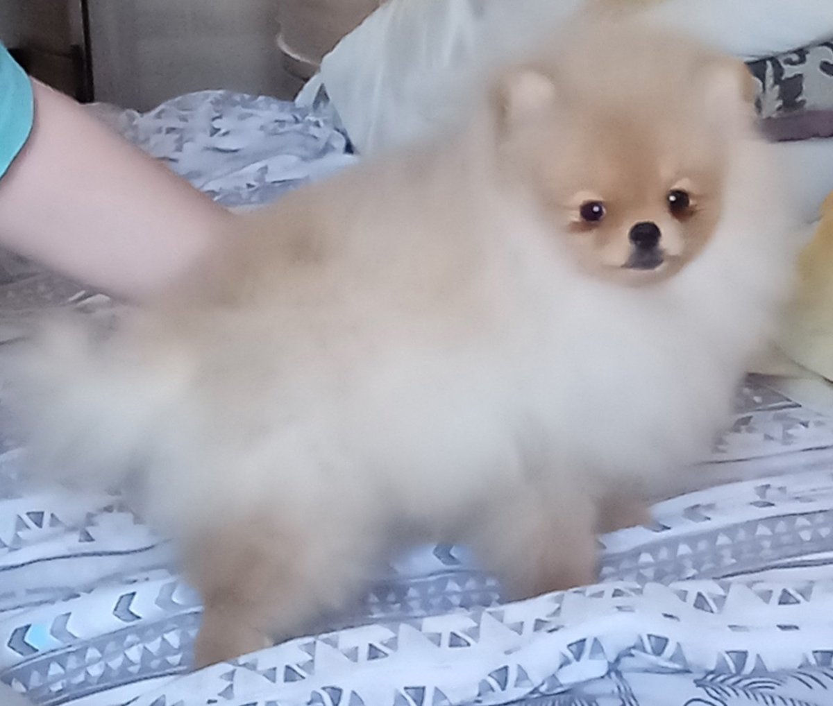 Шпицы без шерсти совсем