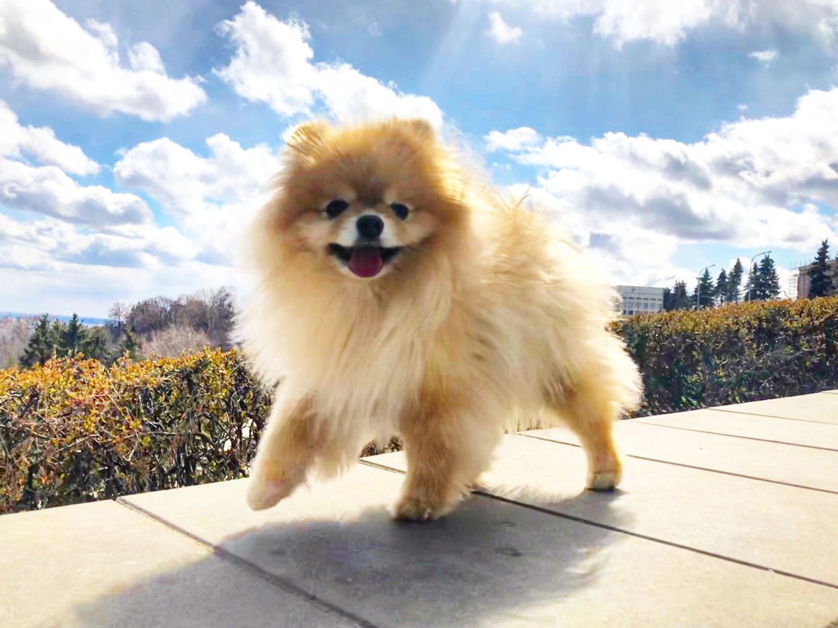 Шпиц собака улыбака крючком