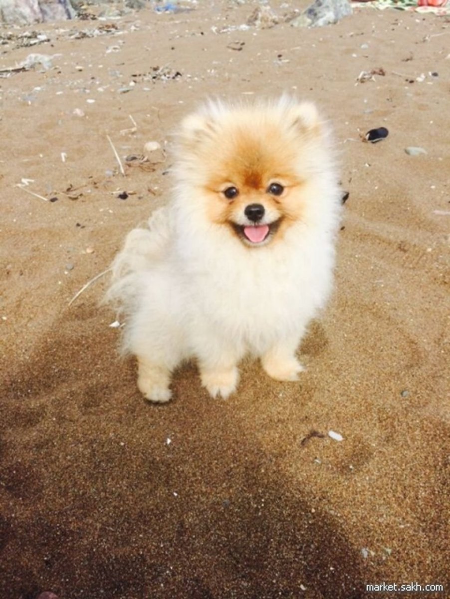 Шпиц облысел