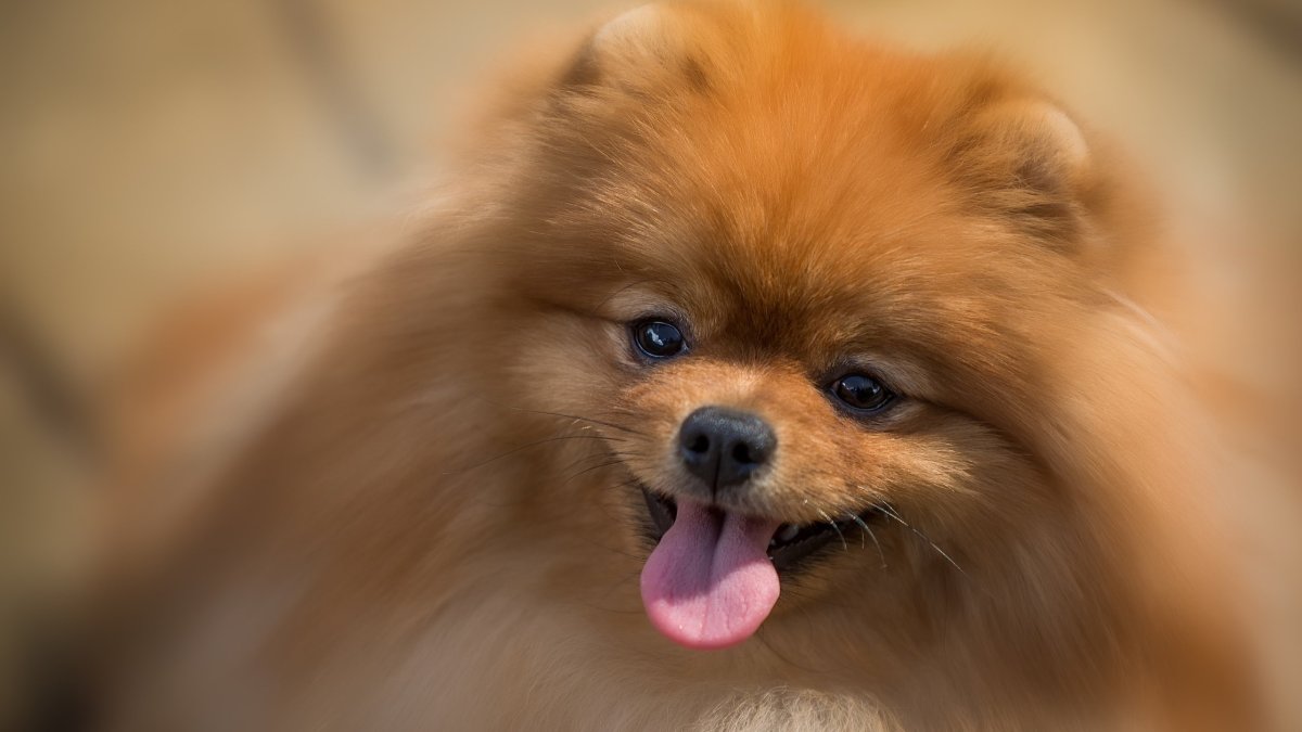 Померанский шпиц