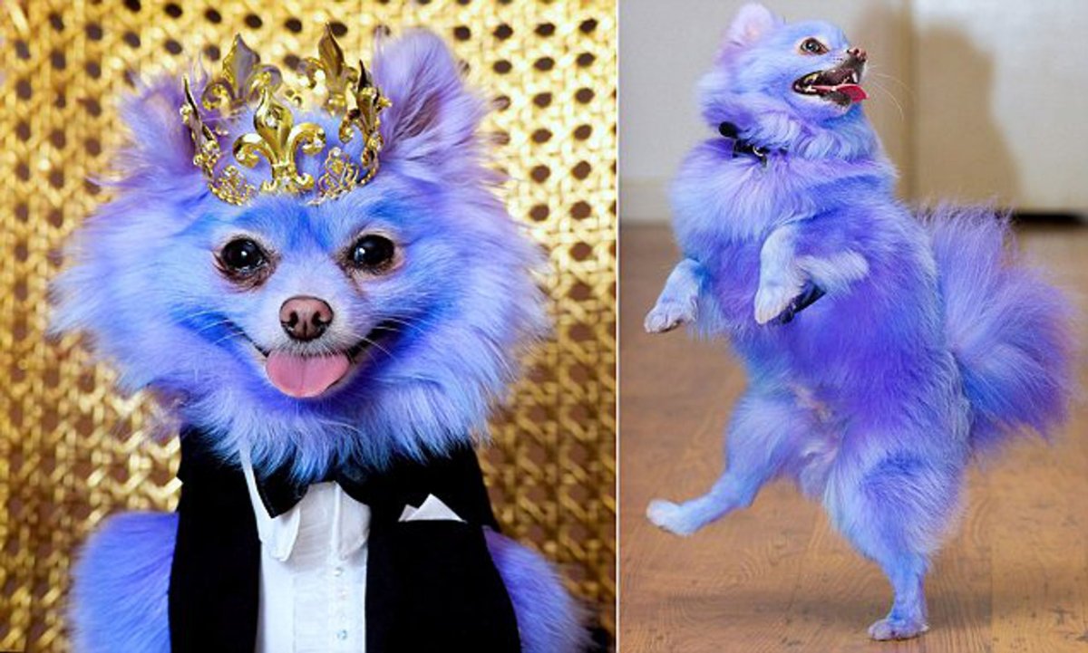 Шпиц в костюме