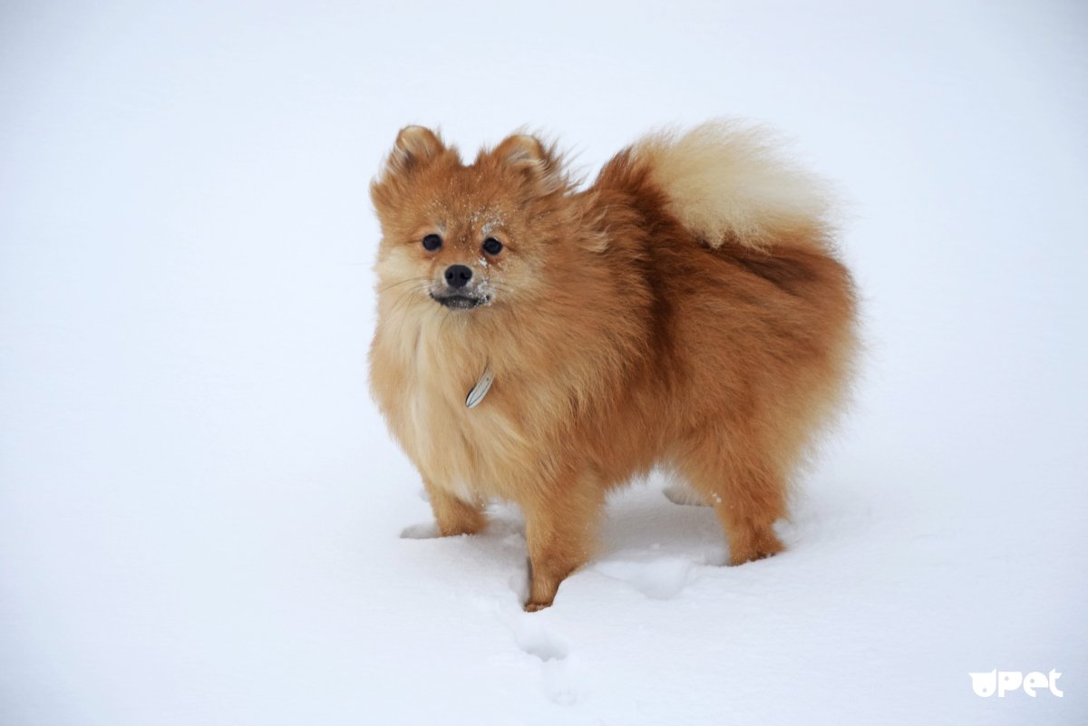 Помского шпиц