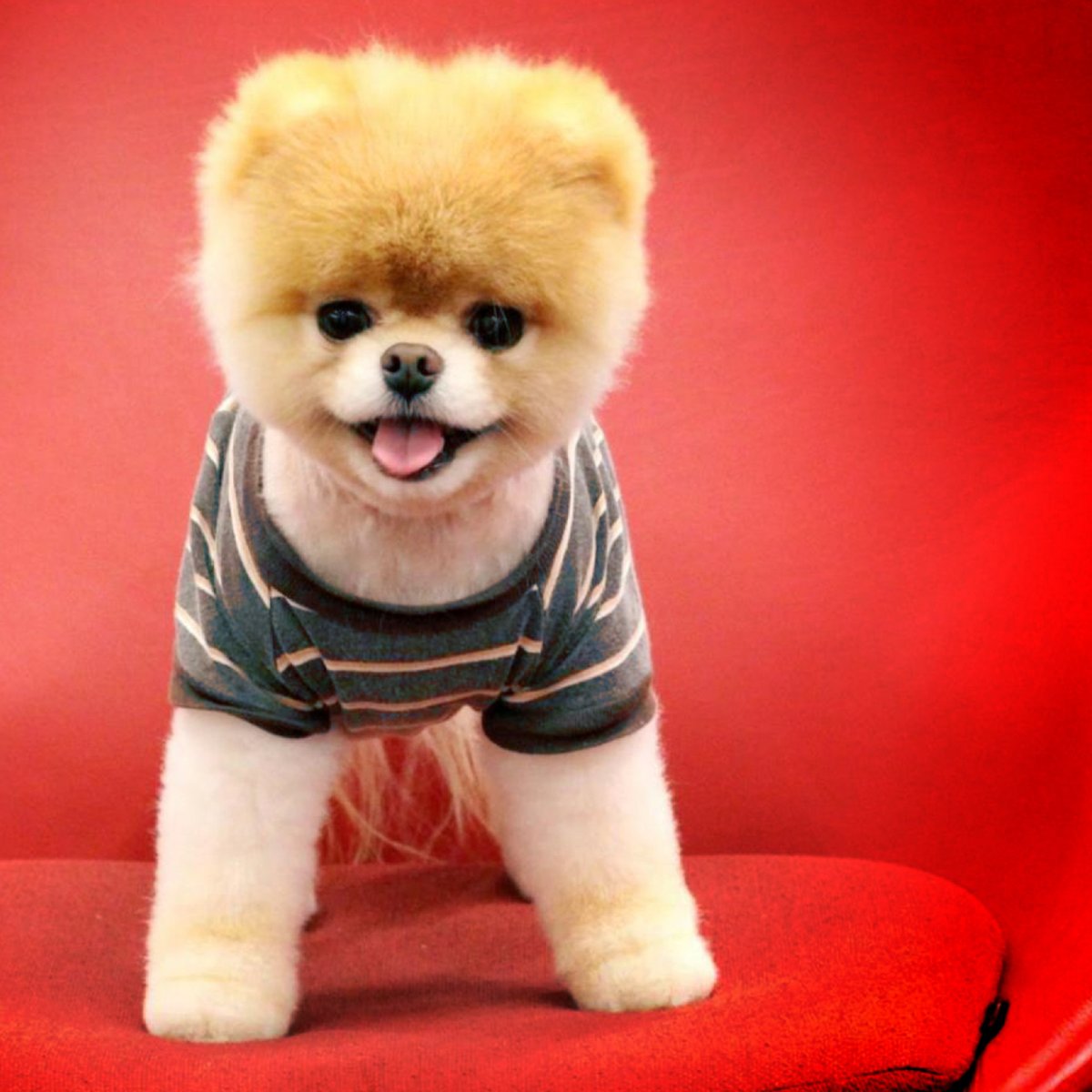 Померанский шпиц стриженный