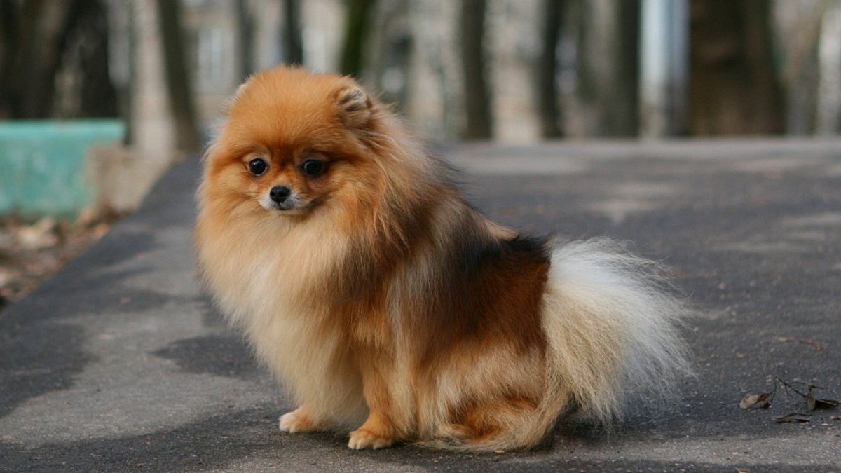 Померанский шпиц