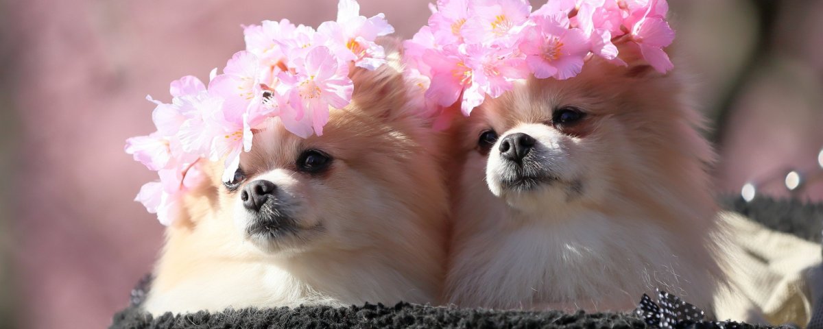 Шпиц на фоне цветов