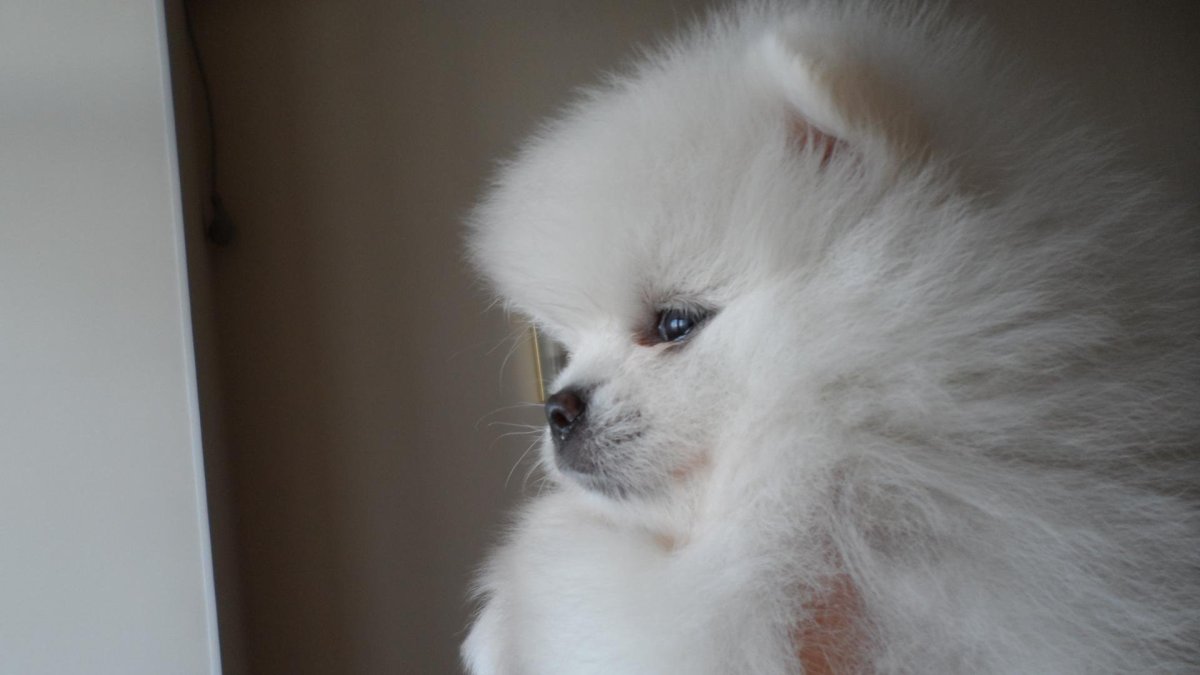 Померанский шпиц чемпион мира