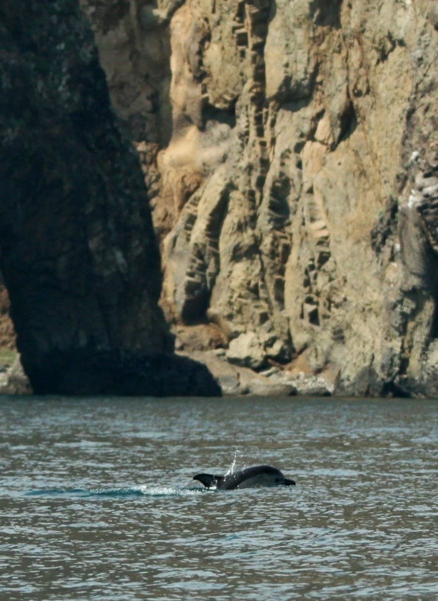 Карадагский морской змей