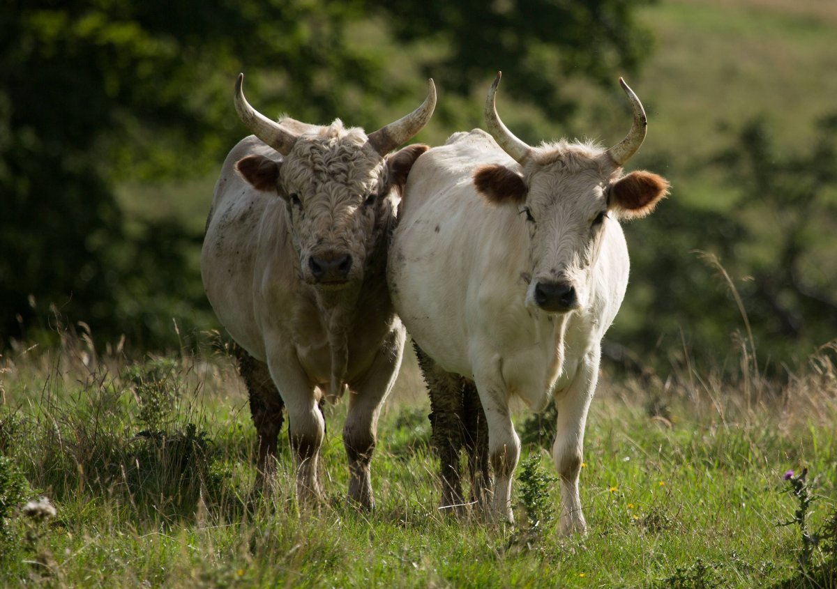 Дикая корова