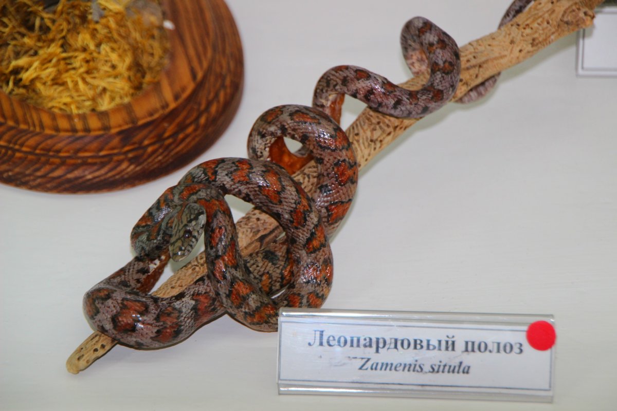 Леопардовый полоз в Крыму