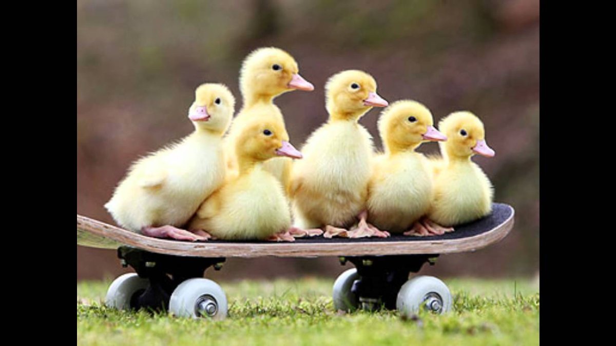 Утята и гусята