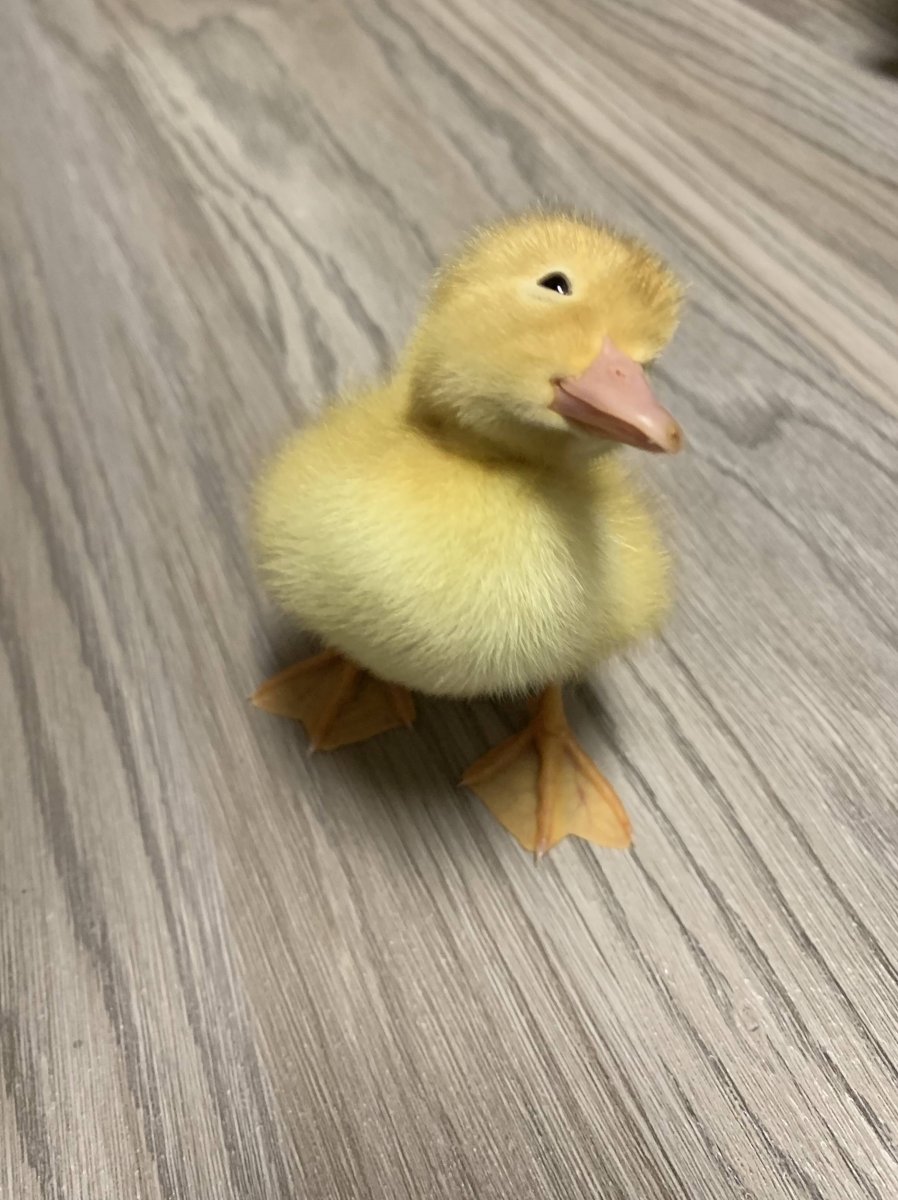 Нормальные пушистые уточки