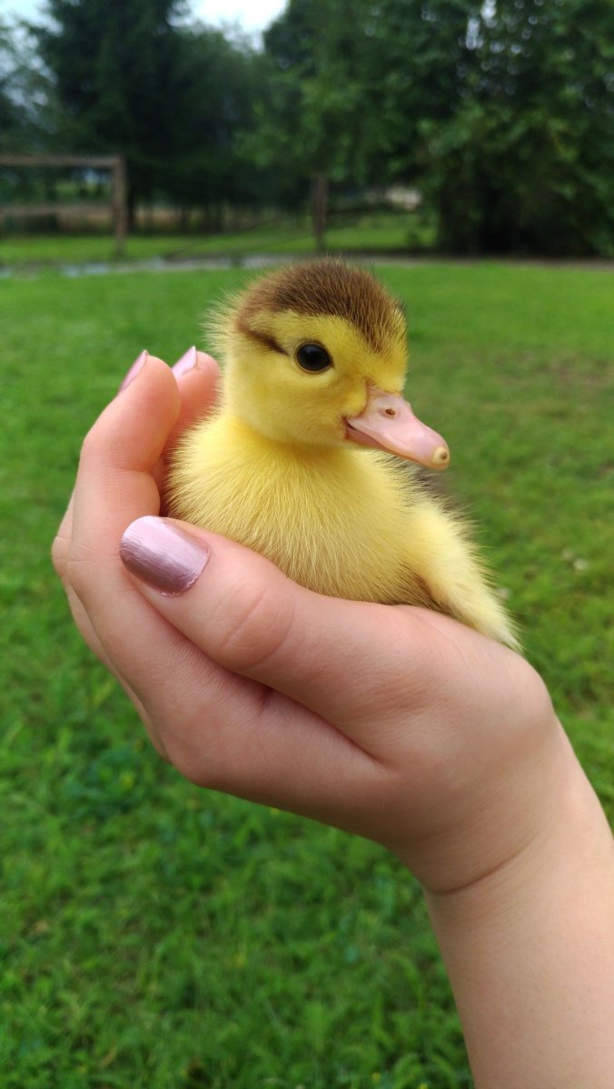 Маленьких утяточек