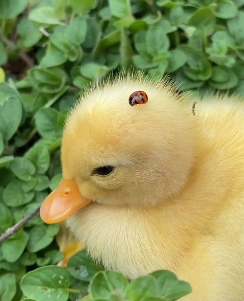 Little Duck head