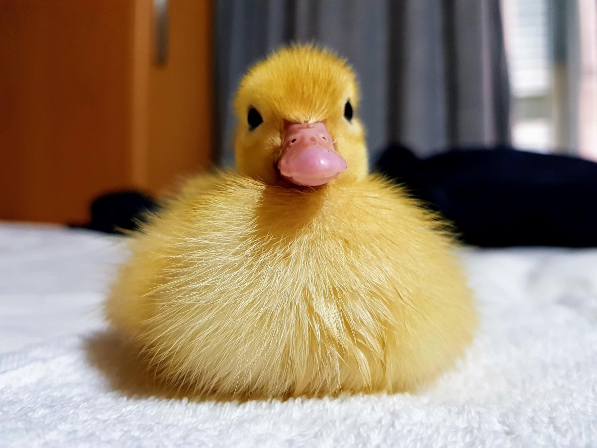 Милые уточки