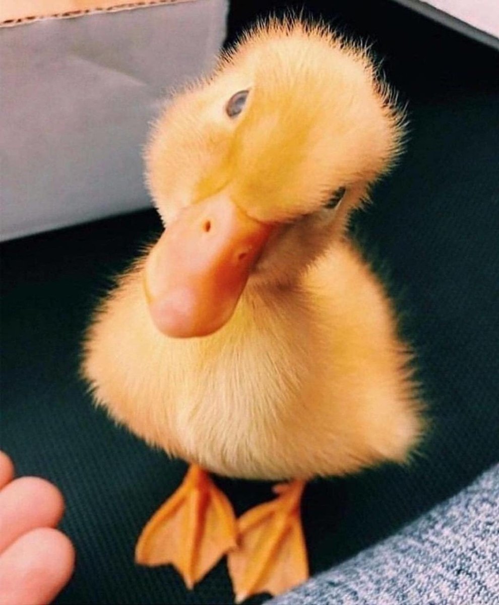 Маленькие утята