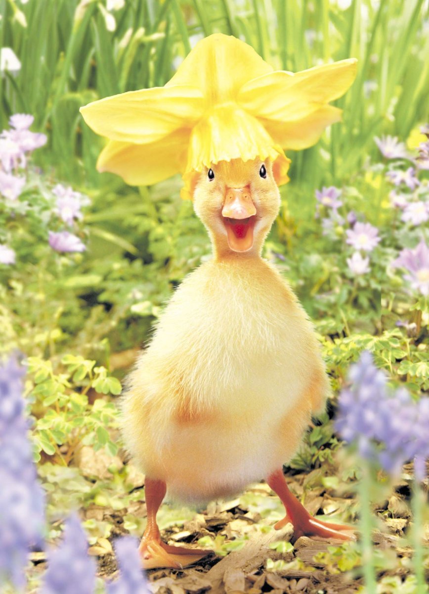 Доброе утро уточки