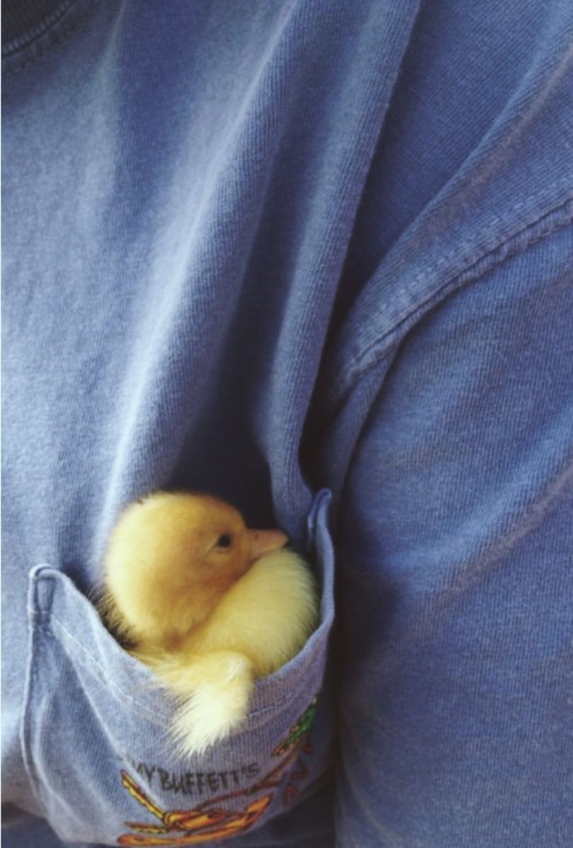 Утенок спит