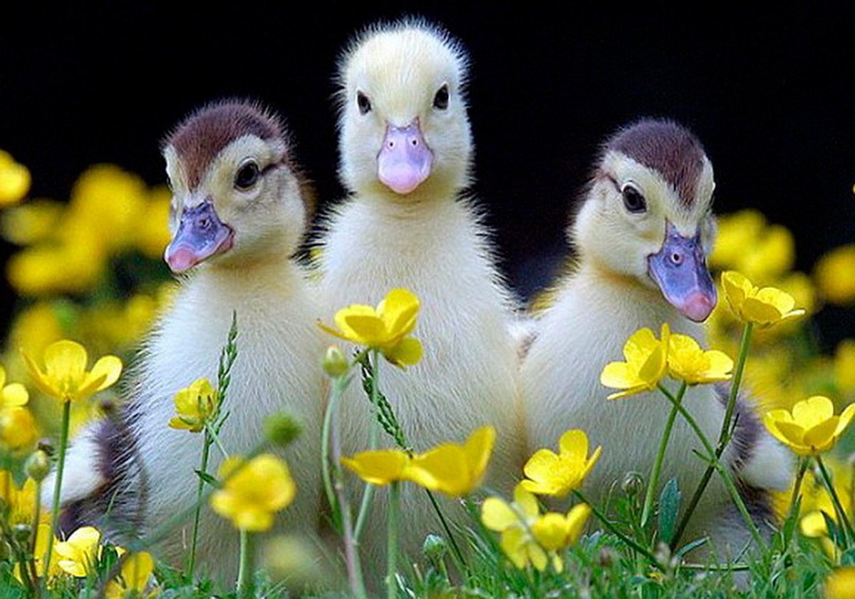 Забавные зверята